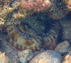 Octopus insularis
