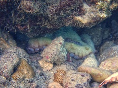 Octopus insularis