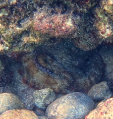 Octopus insularis