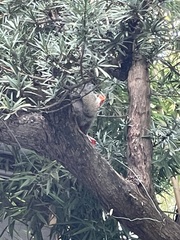 Sciurus carolinensis