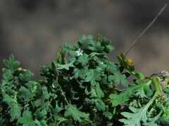 Nemophila pedunculata