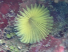 Notaulax occidentalis