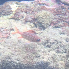 Sargocentron coruscum