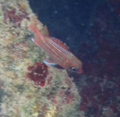 Neoniphon vexillarium