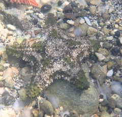 Oreaster reticulatus