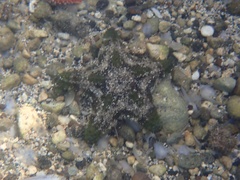 Oreaster reticulatus