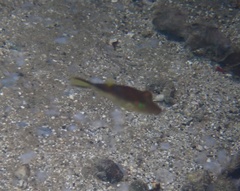 Canthigaster rostrata