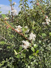 Ceanothus megacarpus