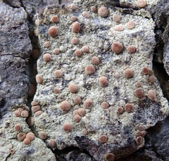 Lecanora flavopallida