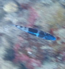 Hypoplectrus indigo