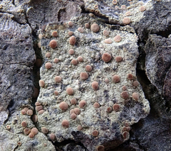 Lecanora flavopallida