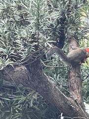 Sciurus carolinensis