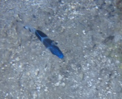 Hypoplectrus indigo