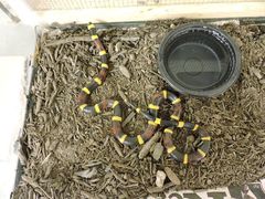 Micrurus tener tener