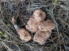 Stilbella fimetaria