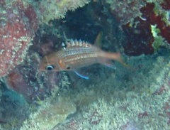 Sargocentron coruscum