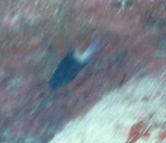 Stegastes partitus