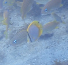 Chaetodon ocellatus