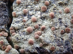 Lecanora flavopallida