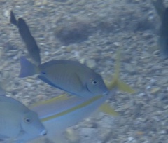 Acanthurus chirurgus