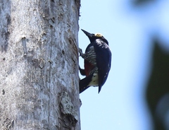 Melanerpes cruentatus