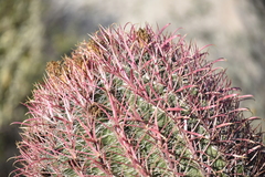 Ferocactus gracilis