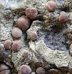 Lecanora flavopallida
