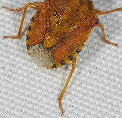 Carpocoris pudicus
