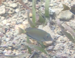 Acanthurus chirurgus
