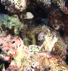 Mithraculus sculptus