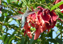 Heliomaster furcifer