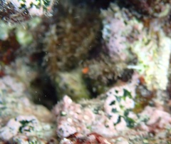 Mithraculus sculptus