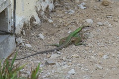 Ameiva ameiva