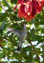 Heliomaster furcifer