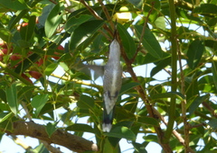 Heliomaster furcifer