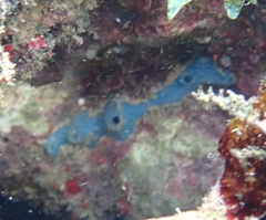 Haliclona caerulea