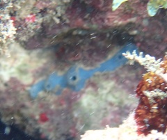 Haliclona caerulea