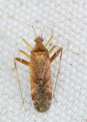 Phytocoris