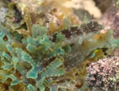 Malacoctenus macropus