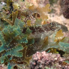 Malacoctenus macropus