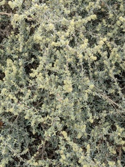 Atriplex leucophylla