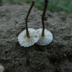 Crinipellis scabella