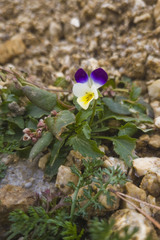 Viola tricolor