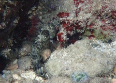 Sparisoma