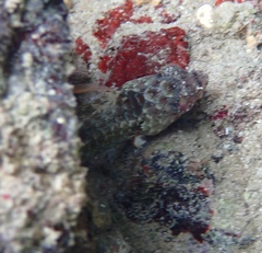 Sparisoma