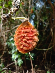 Mucuna mutisiana