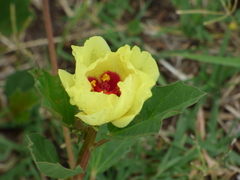 Cienfuegosia drummondii
