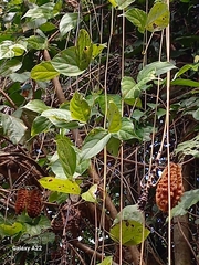 Mucuna mutisiana