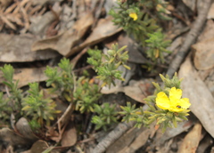 Hibbertia crinita
