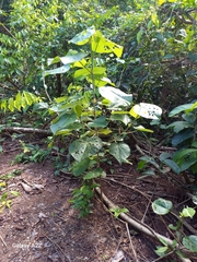 Hibiscus tiliaceus image